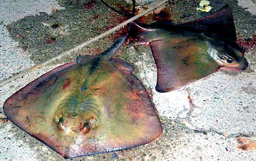 Myliobatis aquila_07.jpg
